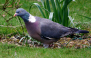 Columba palumbus