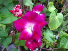 Ipomoea Morning Glory 1 aug 2009 (2)