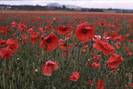 poppy-flowers-vivid-red-in-field-at-Musselburgh-Scotland-rescan-highres-1-OGS