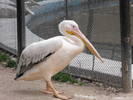 Pelican 2