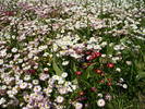 Bellis perenis (paralute/banutei)