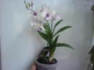 dendrobium