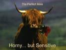 Perfect Male