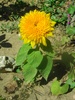 Floarea soarelui decorativa