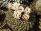 Gymnocalycium quehlianum