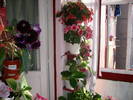 Flori-2009