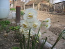sdf (17)