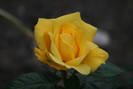 Golden Delight