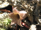 Stapelianthus decary - floare