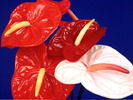 BLOOM3