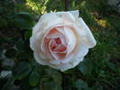 trandafir catarator "Schwanensee"