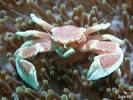 Neopetrolisthes-maculatus1[1]
