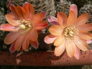 rebutia_haagei_v.mudanensis