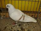 11242 thuringer mondtauben 0
