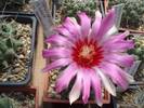 Thelocactus bicolor v commodus