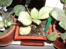 episcia green aga