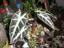 aug 2008 037
