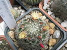 Mammillaria de la Gino - 16.05