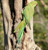 RoseRingedParakeet[1]