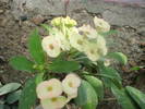 euphorbia milli crem