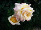DSCF2142