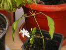 Picture 030