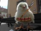 funny-wallpapers-chicken-war