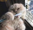 funny_cat_tooth_brush_1189070109