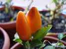 Salsa Orange Pepper (2009, Nov.08)
