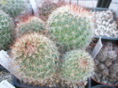 Mammillaria de la Brico