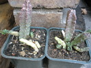 Caralluma europea la dupa transplantare