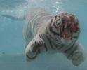 tiger underwater 6