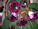 Gloxinia mov inchis