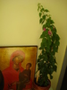 BOUGAINVILLEA