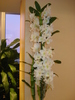 DENDROBIUM NOBILE