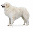 kuvasz