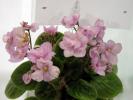Optimara_Rose_Quartz_2005avsa_4