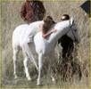 miley-cyrus-white-horse-photo-shoot-01
