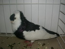 SANY0136
