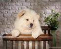 Chow_Chow_dog_wallpaper_85056