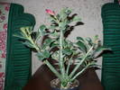 adenium obessum rosu