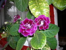 Gloxinii mov dublu