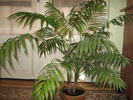 Kentia / Howea forsteriana dubla