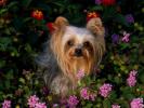 Mini Yorkshire Terrier_ Poze cu caini_ Poze caini