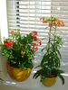 KALANCHOE-IAR CU FLORI...