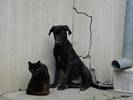 DogsAndCats[1]