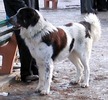 IMG_0575
