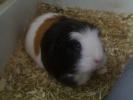 Guinea Pig_5