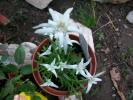 floare de colt