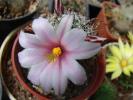 Mammillaria hutchinsoniana